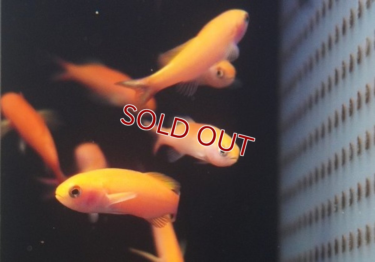 画像2: 【海水魚・ハナダイ】【モルディブ産】ミナミハナダイ（１匹）（±4-5cm）（サンプル画像）（生体）(海水魚) (2)