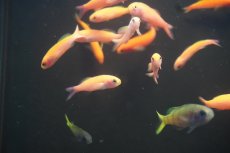 画像3: 【海水魚・ハナダイ】【モルディブ産】ミナミハナダイ（１匹）（±4-5cm）（サンプル画像）（生体）(海水魚) (3)