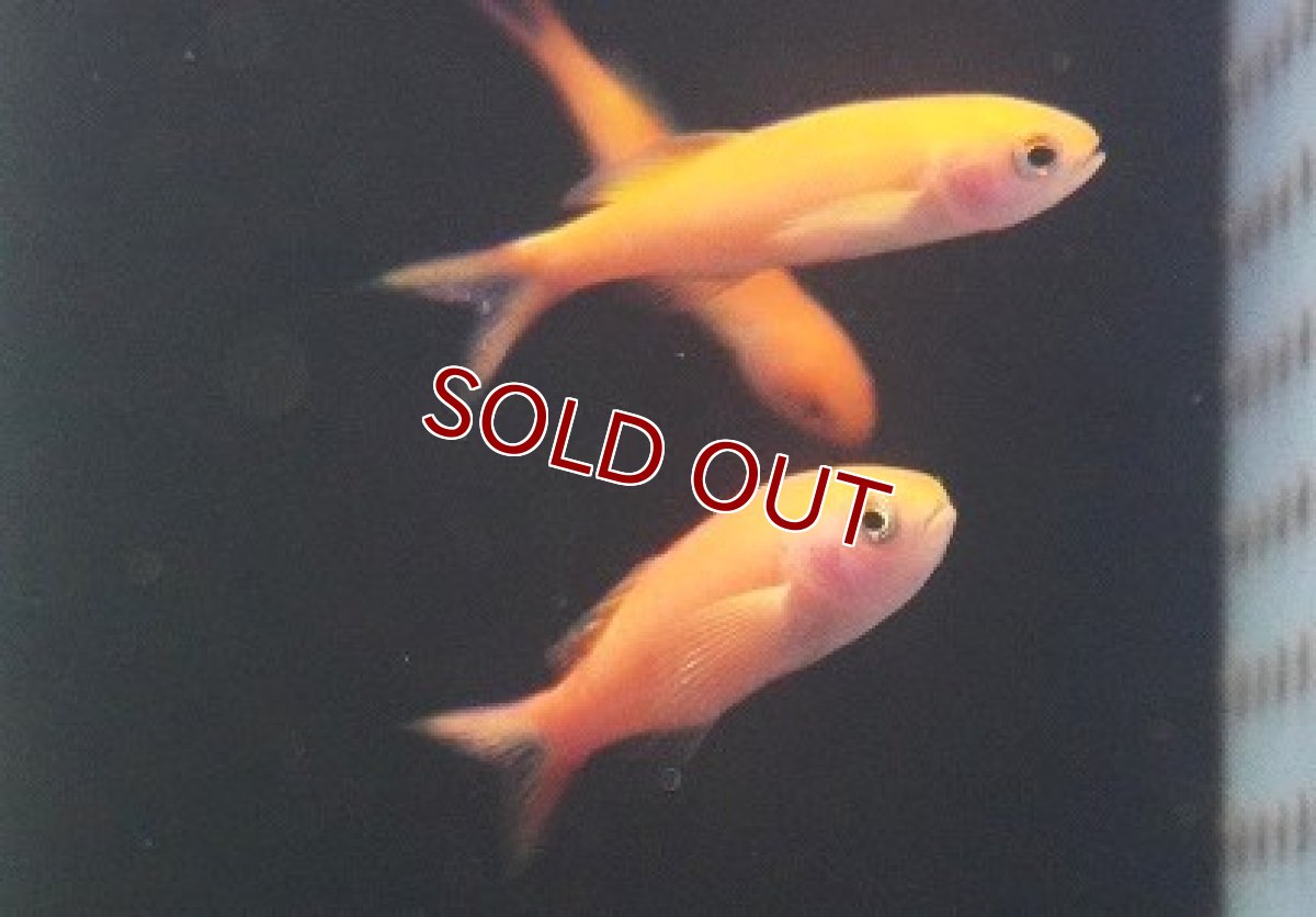 画像1: 【海水魚・ハナダイ】【モルディブ産】ミナミハナダイ（5匹セット）（±4-5cm）（サンプル画像）（生体）(海水魚) (1)