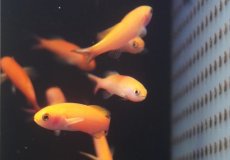 画像2: 【海水魚・ハナダイ】【モルディブ産】ミナミハナダイ（5匹セット）（±4-5cm）（サンプル画像）（生体）(海水魚) (2)