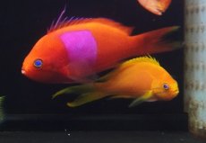 画像1: 【ボーナスセール対象個体　クーポンご利用で更に10％OFF】 【海水魚・ハナダイ】【通販】スミレナガハナダイ【ペア】（１ペア）（±8-11cm）（サンプル画像）（生体）(海水魚) (1)