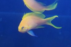 画像3: 【ボーナスセール対象個体　クーポンご利用で更に10％OFF】 【海水魚・ハナダイ】【通販】スミレナガハナダイ【ペア】（１ペア）（±8-11cm）（サンプル画像）（生体）(海水魚) (3)