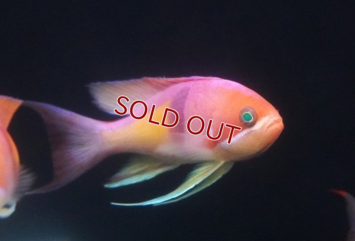 画像1: 【サマーセール クーポンご利用で更に10％OFF対象商品】【海水魚・ハナダイ】【通販】【近海産】アカオビハナダイ（♂）(3匹セット)（±8-10cm）（サンプル画像）（生体）(海水魚) (1)