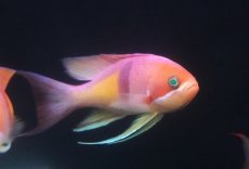 画像1: 【海水魚・ハナダイ】【通販】【近海産】アカオビハナダイ（♂）(3匹セット)（±8-10cm）（サンプル画像）（生体）(海水魚) (1)