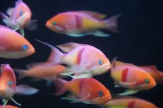 画像2: 【海水魚・ハナダイ】【通販】【近海産】アカオビハナダイ（♂）(3匹セット)（±8-10cm）（サンプル画像）（生体）(海水魚) (2)