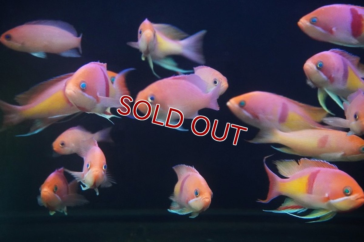 画像3: 【サマーセール クーポンご利用で更に10％OFF対象商品】【海水魚・ハナダイ】【通販】【近海産】アカオビハナダイ（♂）(3匹セット)（±8-10cm）（サンプル画像）（生体）(海水魚) (3)