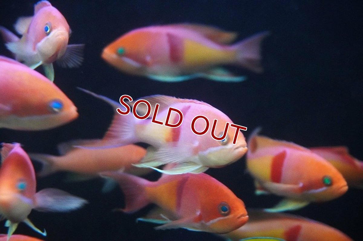 画像2: 【サマーセール クーポンご利用で更に10％OFF対象商品】【海水魚・ハナダイ】【通販】【近海産】アカオビハナダイ（♂）（5匹セット）（±8-10cm）（サンプル画像）（生体）(海水魚) (2)