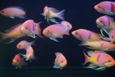 画像3: 【海水魚・ハナダイ】【通販】【近海産】アカオビハナダイ（♂）（5匹セット）（±8-10cm）（サンプル画像）（生体）(海水魚) (3)