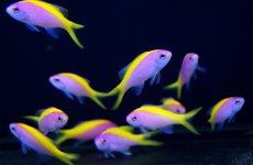 画像1: 【海水魚・ハナダイ】【通販】エバンスアンティアス （5匹）±4-6cm(サンプル画像）（生体）(海水魚)（サンゴ） (1)