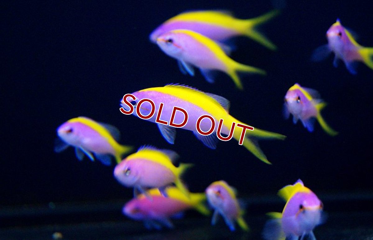 画像2: 【海水魚・ハナダイ】エバンスアンティアス （5匹）±5-7cm(サンプル画像）（生体）(海水魚)（サンゴ） (2)