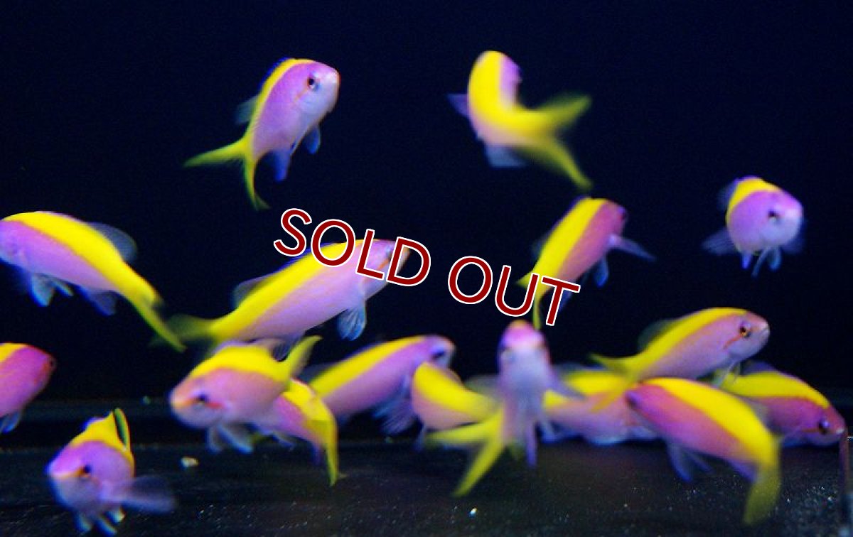 画像3: 【海水魚・ハナダイ】エバンスアンティアス （5匹）±5-7cm(サンプル画像）（生体）(海水魚)（サンゴ） (3)