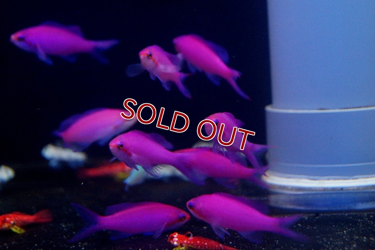 画像3: 【海水魚・ハナダイ】パープルクイーンアンティアス （5匹）±5-7cm(サンプル画像）（生体）(海水魚)（サンゴ） (3)