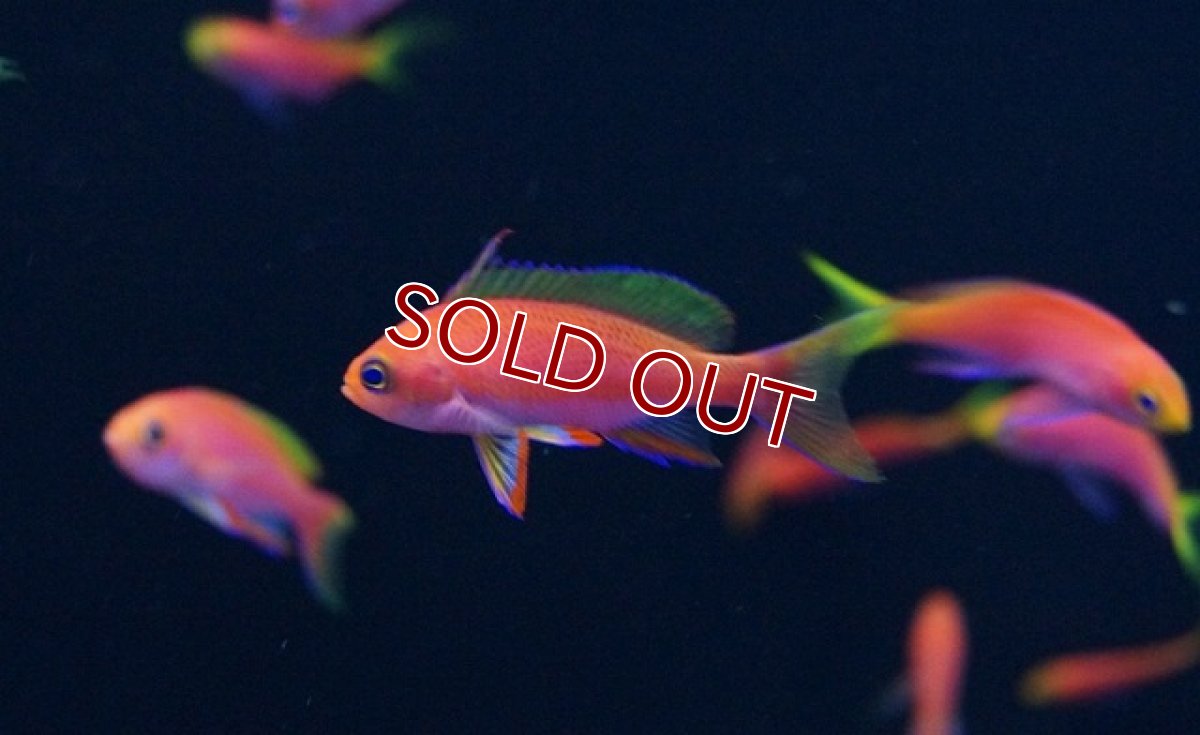 画像2: 【海水魚】レスプレンデントアンティアス （5匹）±4-6cm　(サンプル画像）（生体）(海水魚)（サンゴ） (2)