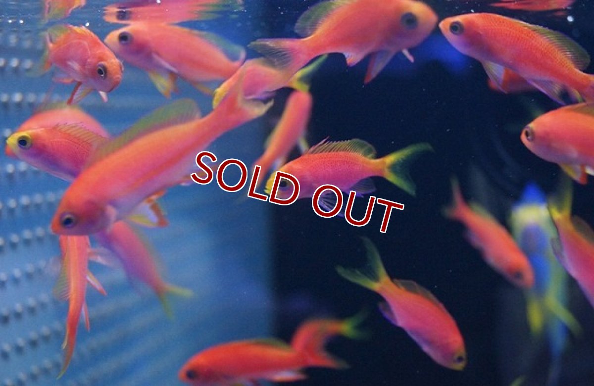 画像3: 【海水魚】レスプレンデントアンティアス （5匹）±4-6cm　(サンプル画像）（生体）(海水魚)（サンゴ） (3)