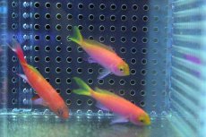 画像1: 【海水魚】【通販】レスプレンデントアンティアス （ハーレムセット）±4-6cm　(サンプル画像）（生体）(海水魚)（サンゴ） (1)