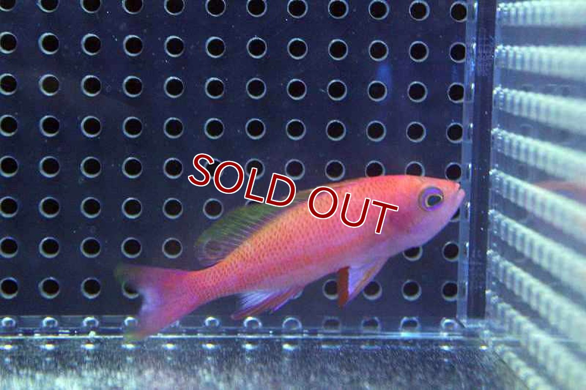 画像2: 【海水魚】レスプレンデントアンティアス （ハーレムセット）±4-6cm　(サンプル画像）（生体）(海水魚)（サンゴ） (2)