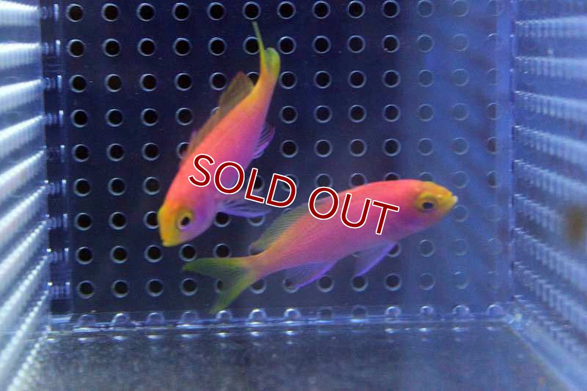 画像3: 【海水魚】レスプレンデントアンティアス （ハーレムセット）±4-6cm　(サンプル画像）（生体）(海水魚)（サンゴ） (3)