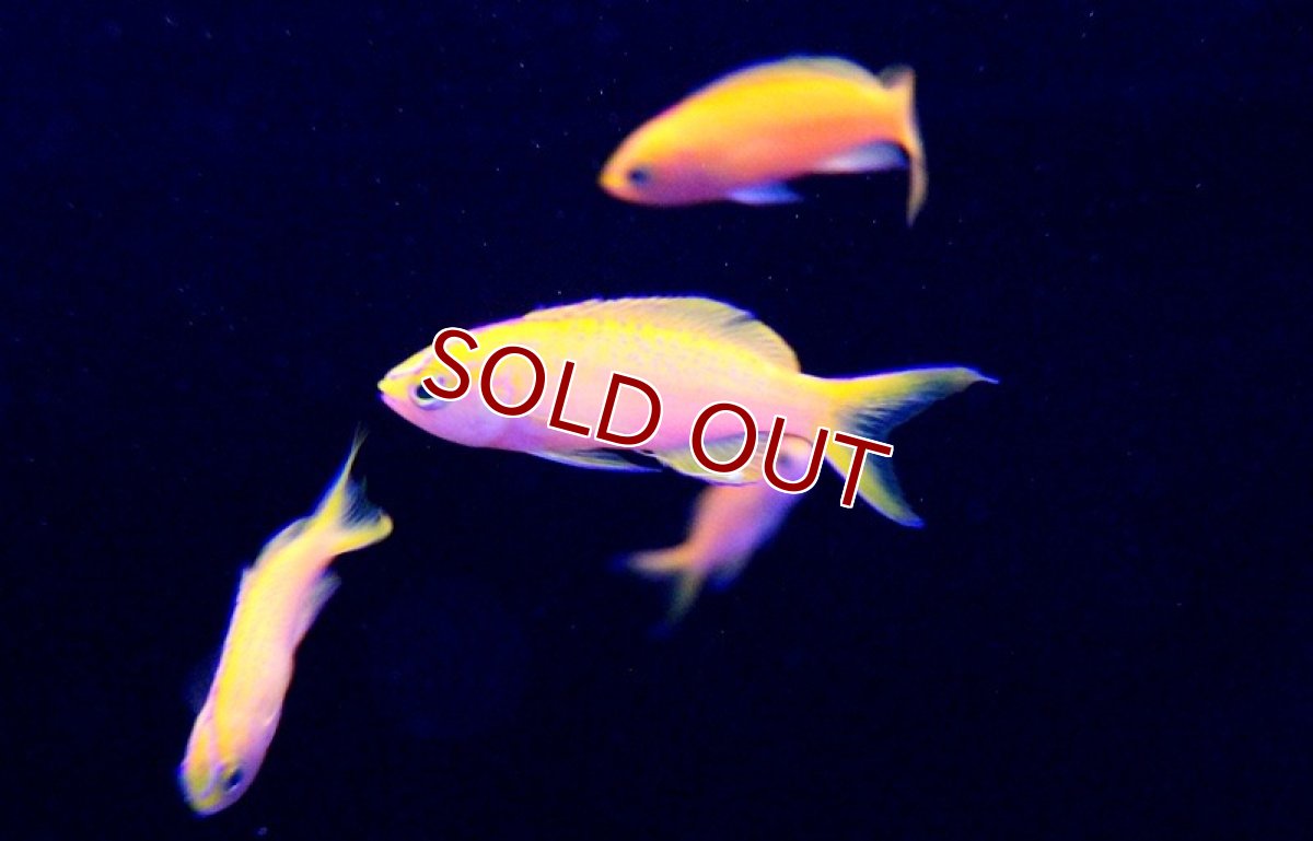 画像2: 【海水魚】ディアディムアンティアス （5匹）±4-6cm　(サンプル画像）（生体）(海水魚)（サンゴ） (2)