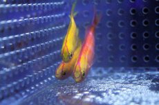 画像1: 【10%OFFクーポン対象商品】【海水魚】【通販】ディアディムアンティアス （ハーレムセット）±4-6cm　(サンプル画像）（生体）(海水魚)（サンゴ） (1)