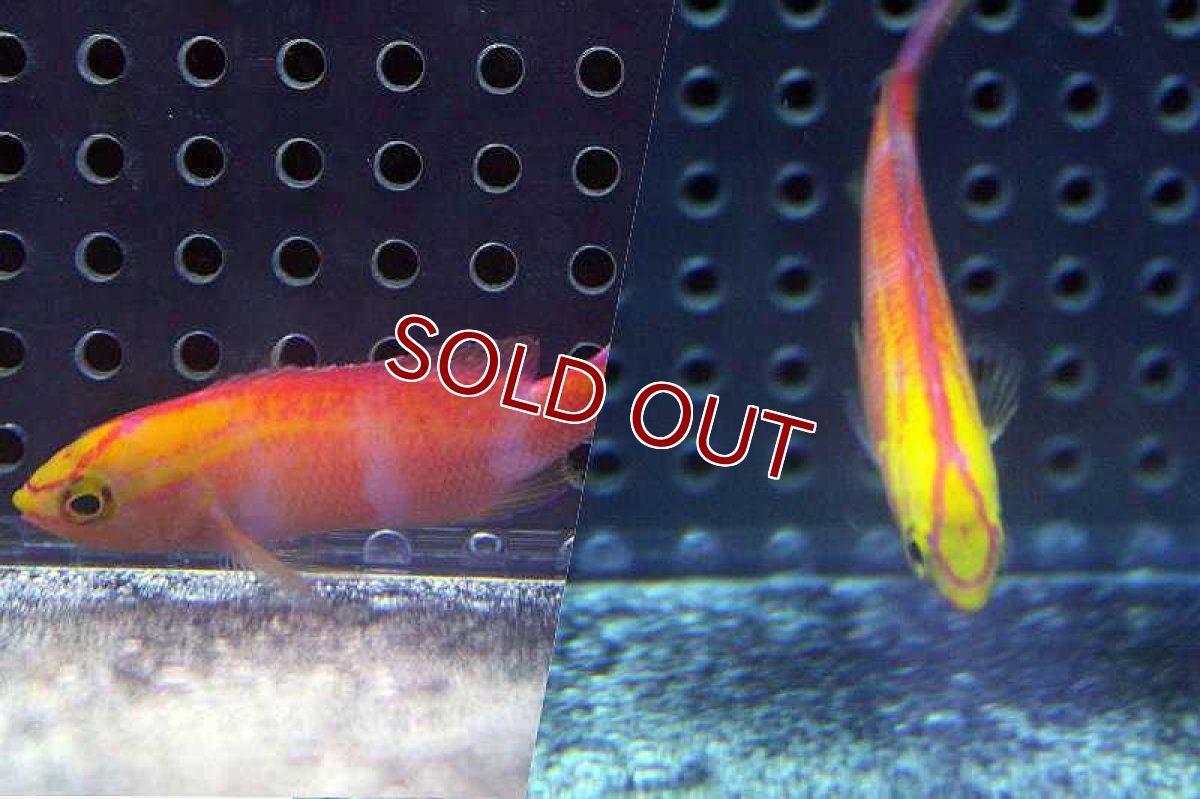 画像2: 【海水魚】ディアディムアンティアス （ハーレムセット）±4-6cm　(サンプル画像）（生体）(海水魚)（サンゴ） (2)