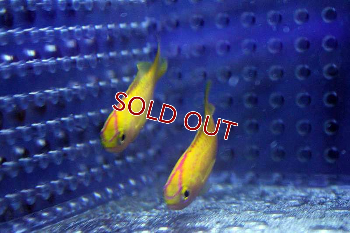 画像3: 【海水魚】ディアディムアンティアス （ハーレムセット）±4-6cm　(サンプル画像）（生体）(海水魚)（サンゴ） (3)