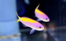 画像1: 【海水魚】【通販】カーベリーアンティアス(イエローバック)(1匹)±4-6cm　(サンプル画像）（生体）(海水魚)（サンゴ） (1)