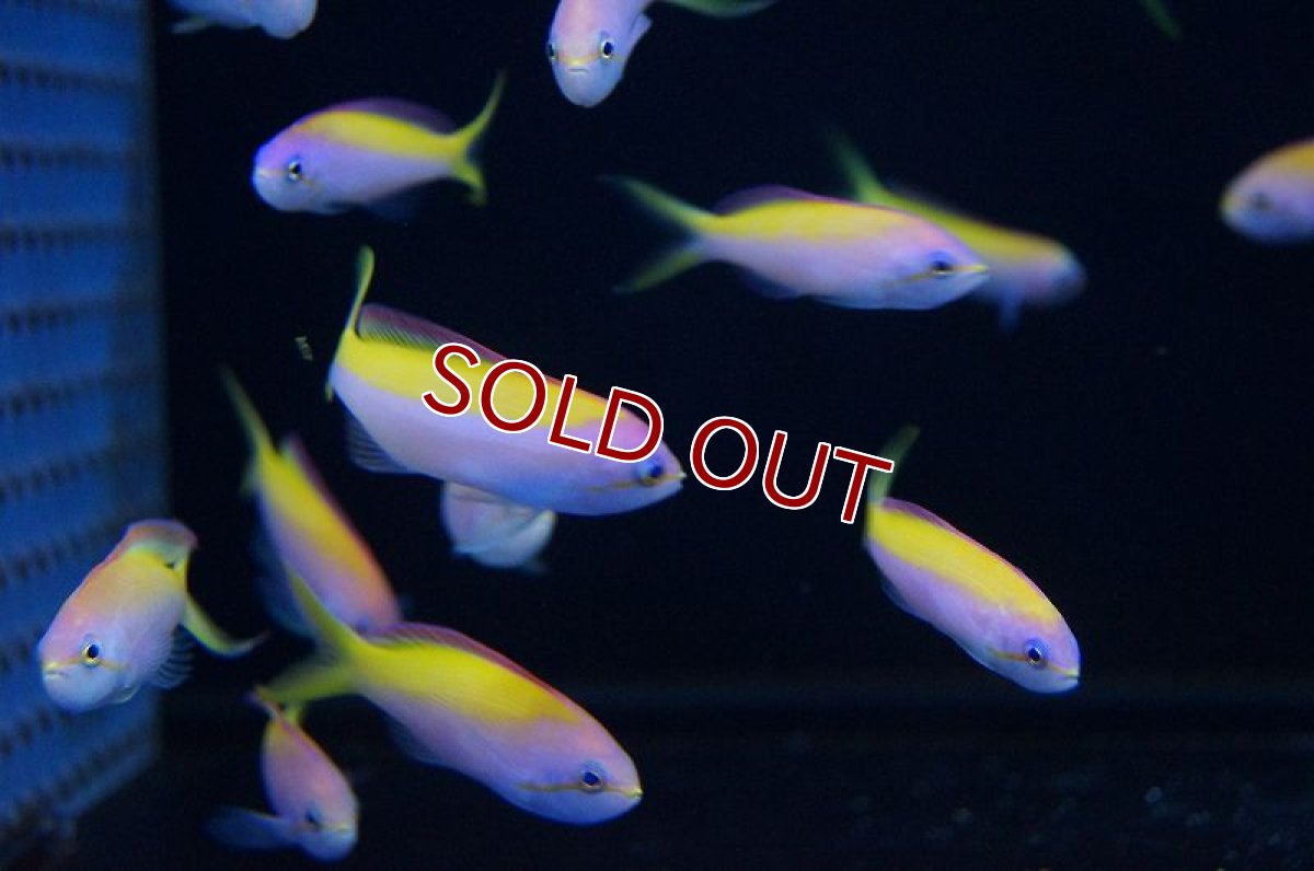 画像2: 【海水魚】カーベリーアンティアス(イエローバック) （5匹）±4-6cm　(サンプル画像）（生体）(海水魚)（サンゴ） (2)