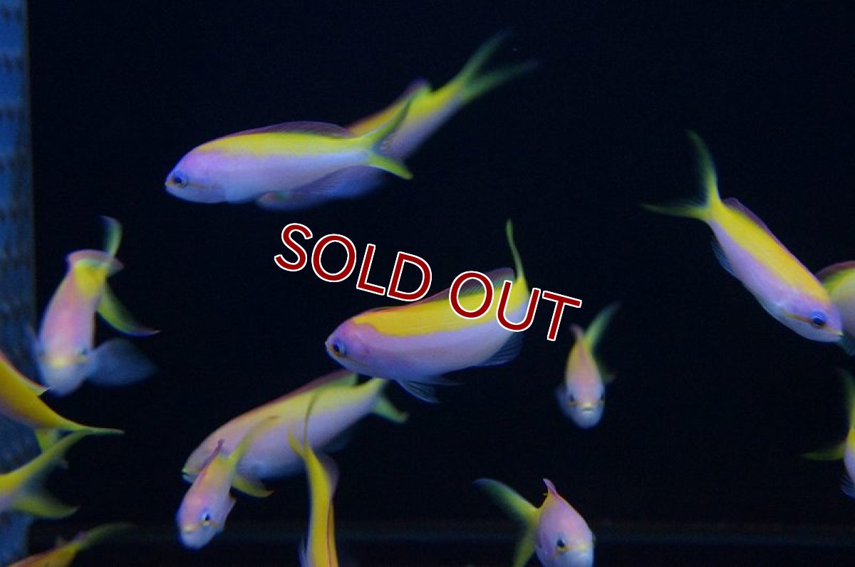 画像3: 【海水魚】カーベリーアンティアス(イエローバック) （5匹）±4-6cm　(サンプル画像）（生体）(海水魚)（サンゴ） (3)