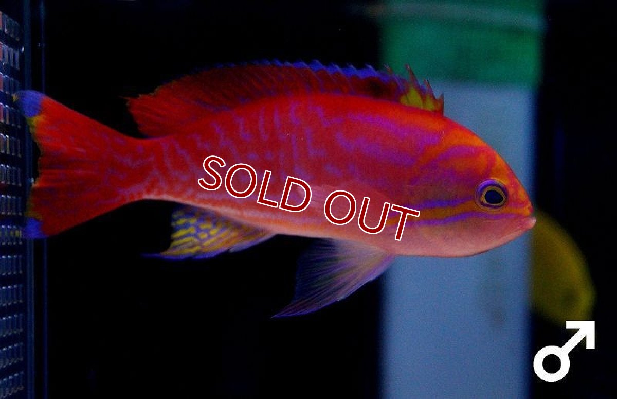 画像2: 【海水魚】スクリブルドアンティアス(ペア) （ペア）8-10cm前後(サンプル画像）（生体）(海水魚)（サンゴ） (2)