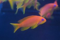 画像1: 【海水魚】インドキンギョハナダイ （5匹）4-6cm前後(サンプル画像）（生体）(海水魚)（サンゴ） (1)