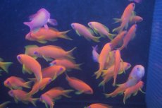 画像3: 【海水魚】インドキンギョハナダイ （5匹）4-6cm前後(サンプル画像）（生体）(海水魚)（サンゴ） (3)