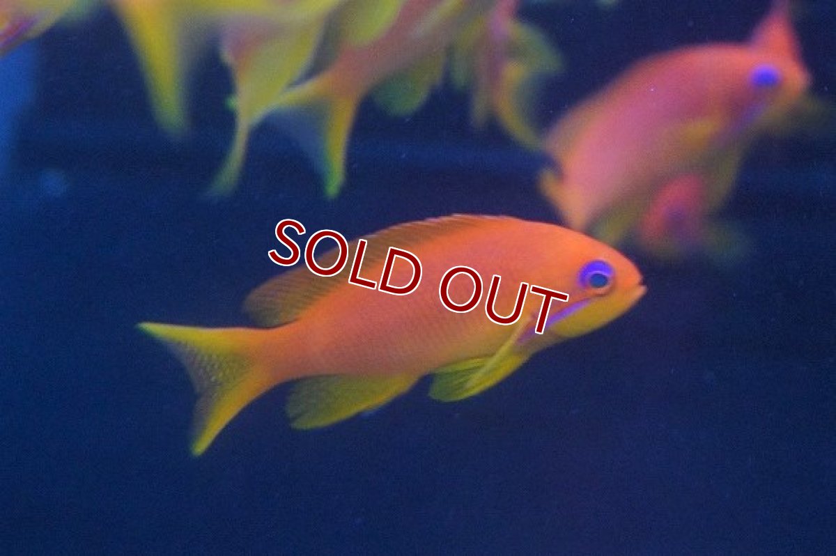画像1: 【10%OFF対象商品30周年セール】【海水魚】インドキンギョハナダイ (1匹)4-6cm前後(サンプル画像）（生体）(海水魚)（サンゴ） (1)