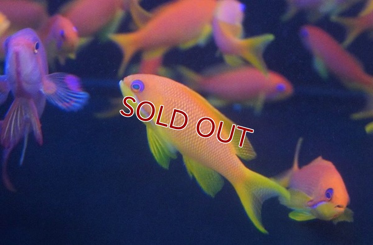 画像2: 【10%OFF対象商品30周年セール】【海水魚】インドキンギョハナダイ (1匹)4-6cm前後(サンプル画像）（生体）(海水魚)（サンゴ） (2)