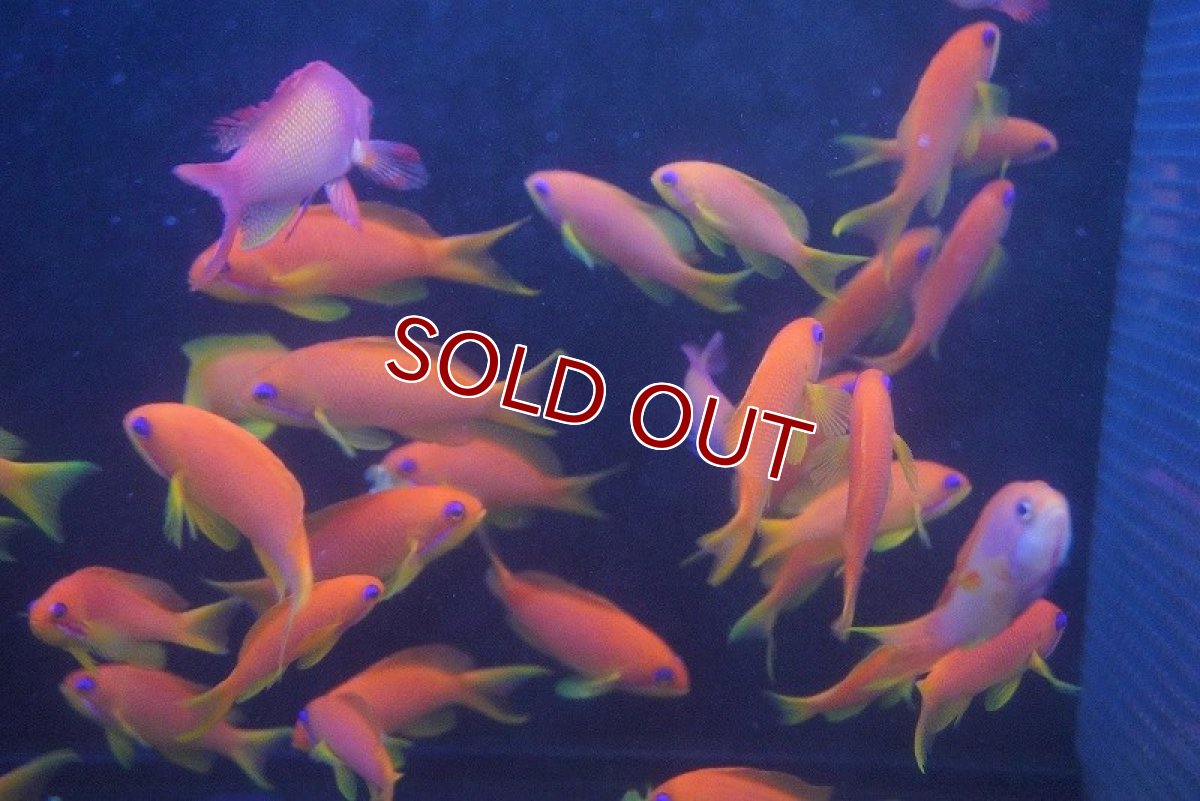 画像3: 【10%OFF対象商品30周年セール】【海水魚】インドキンギョハナダイ (1匹)4-6cm前後(サンプル画像）（生体）(海水魚)（サンゴ） (3)