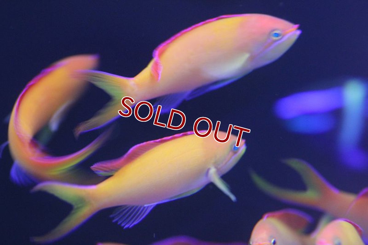 画像2: 【海水魚】アカネハナゴイ　（5匹）5-6cm前後(サンプル画像）（生体）(海水魚)（サンゴ） (2)