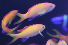 画像2: 【海水魚】【通販】アカネハナゴイ　（5匹）5-6cm前後(サンプル画像）（生体）(海水魚)（サンゴ） (2)
