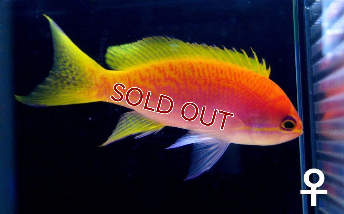 画像1: 【海水魚】スクリブルドアンティアス♀（3匹）6-9cm前後(サンプル画像）（生体）(海水魚)（サンゴ） (1)