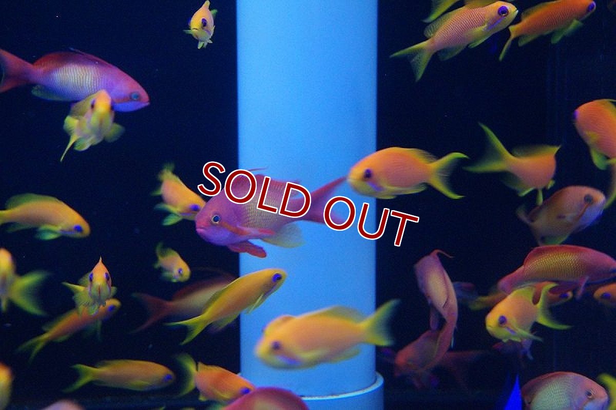 画像1: 【海水魚】インドキンギョハナダイ(♂１♀２) （ハーレムセット）6-8cm前後(サンプル画像）（生体）(海水魚)（サンゴ） (1)