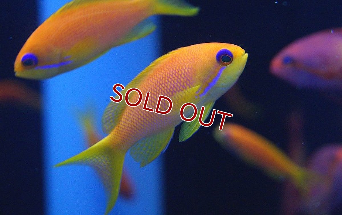 画像3: 【海水魚】インドキンギョハナダイ(♂１♀２) （ハーレムセット）6-8cm前後(サンプル画像）（生体）(海水魚)（サンゴ） (3)