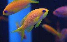 画像3: 【海水魚】【通販】インドキンギョハナダイ(♂１♀２) （ハーレムセット）6-8cm前後(サンプル画像）（生体）(海水魚)（サンゴ） (3)