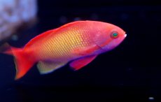 画像1: 【海水魚】【通販】インドキンギョハナダイ(♂) (1匹)6-8cm前後(サンプル画像）（生体）(海水魚)（サンゴ） (1)