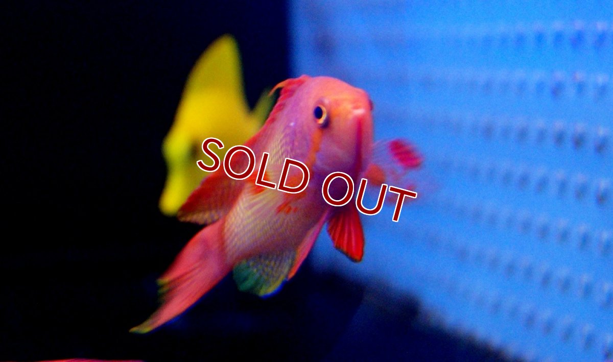 画像2: 【海水魚】インドキンギョハナダイ(♂) (1匹)6-8cm前後(サンプル画像）（生体）(海水魚)（サンゴ） (2)