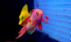 画像2: 【海水魚】【通販】インドキンギョハナダイ(♂) (1匹)6-8cm前後(サンプル画像）（生体）(海水魚)（サンゴ） (2)