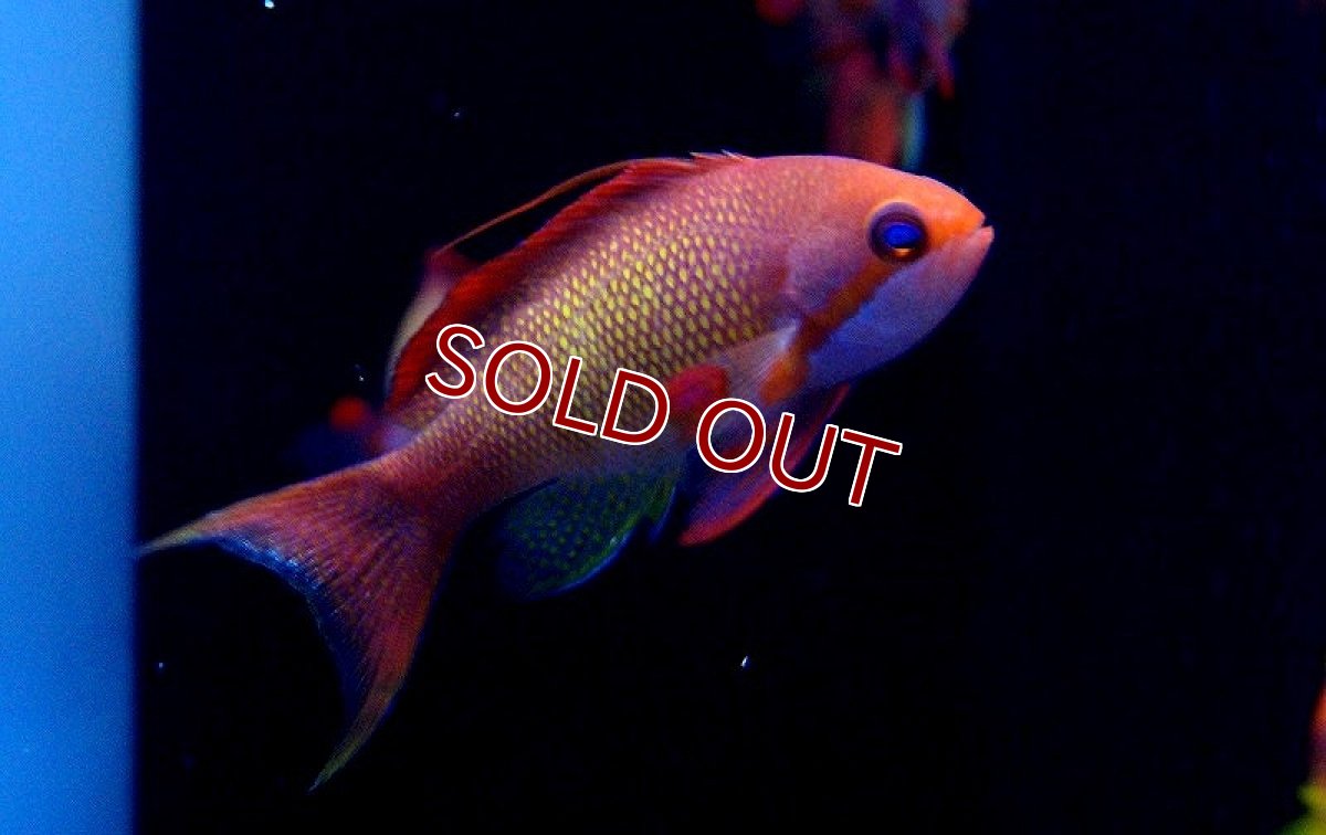 画像3: 【海水魚】インドキンギョハナダイ(♂) (1匹)6-8cm前後(サンプル画像）（生体）(海水魚)（サンゴ） (3)