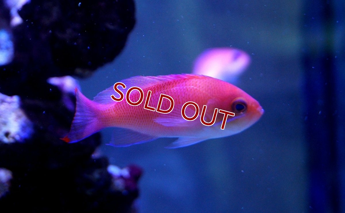 画像2: 【海水魚】ケラマハナダイ(1匹)±5-7cm(サンプル画像）（生体）(海水魚)（サンゴ） (2)