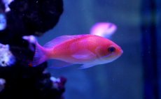 画像2: 【海水魚】【通販】ケラマハナダイ(1匹)±5-7cm(サンプル画像）（生体）(海水魚)（サンゴ） (2)