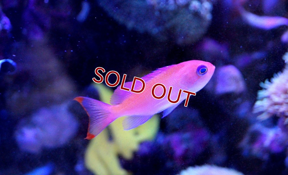 画像3: 【海水魚】ケラマハナダイ(1匹)±5-7cm(サンプル画像）（生体）(海水魚)（サンゴ） (3)