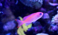 画像3: 【海水魚】【通販】ケラマハナダイ(1匹)±5-7cm(サンプル画像）（生体）(海水魚)（サンゴ） (3)