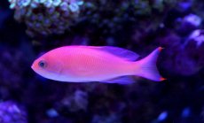 画像1: 【10%OFFクーポン対象商品】【海水魚】【通販】ケラマハナダイ（5匹）±5-7cm(サンプル画像）（生体）(海水魚)（サンゴ） (1)