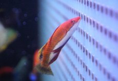 画像1: 【海水魚】ソーシャルフェアリーラス(1匹)±4-5cm(サンプル画像）（生体）(海水魚)（サンゴ） (1)